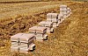 hive plastmas-15.jpg hive plastmas-15.jpg